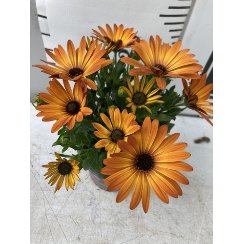 14 - TWELVE MIXED COLOUR OSTEOSPERMUM IN 1 LTR POTS 20-25CM TALL TO BE SOLD FOR THE TWELVE PLUS VAT