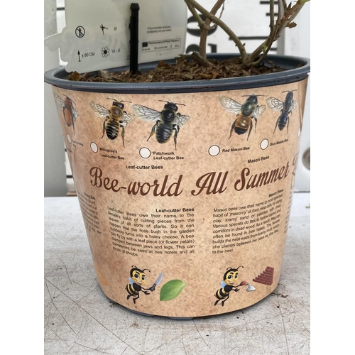 15 - SIX DIERVILLA RIVULARIS HONEYBEE PLANTS IN 1.5 LTR POTS - THIS HARDY PLANT FLOWERS FROM JUNE TO OCTO... 