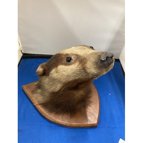 43 - A TAXIDERMY OF A BADGER HEAD ON A SHIELD SHAPED WOODEN PLINTH