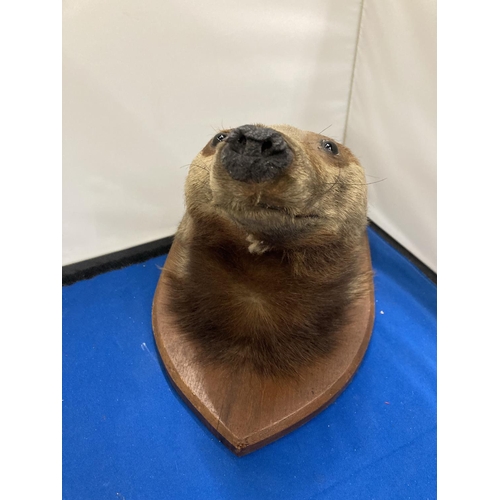 43 - A TAXIDERMY OF A BADGER HEAD ON A SHIELD SHAPED WOODEN PLINTH