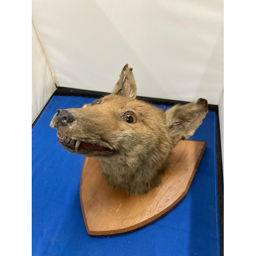 100 - A TAXIDERMY FOXES HEAD ON A SHIELD SHAPED WOODEN PLINTH