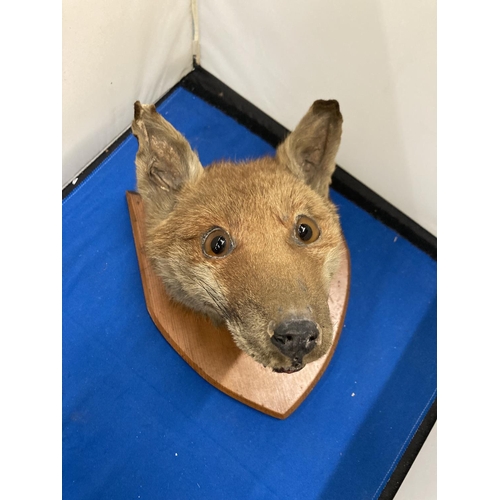 100 - A TAXIDERMY FOXES HEAD ON A SHIELD SHAPED WOODEN PLINTH