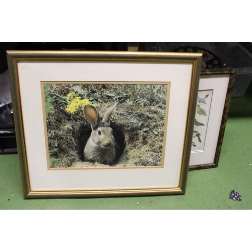 1248 - TWO FRAMED PRINTS TO INCLUDE CHART No.3 GAME BIRDS, WOODPECKERS, PIGEONS, CROWS ETC PLUS A RABBIT IN... 