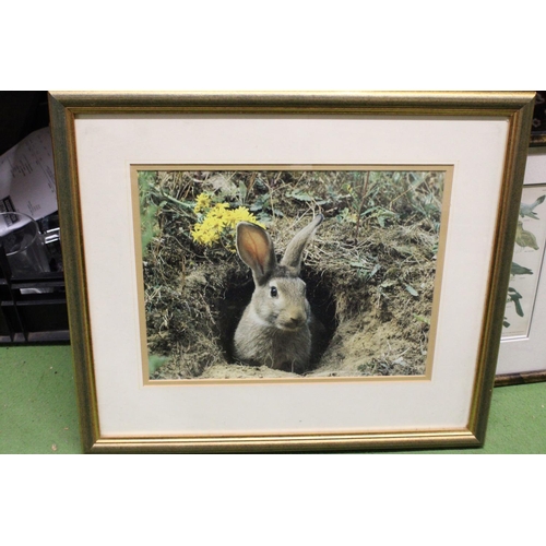 1248 - TWO FRAMED PRINTS TO INCLUDE CHART No.3 GAME BIRDS, WOODPECKERS, PIGEONS, CROWS ETC PLUS A RABBIT IN... 