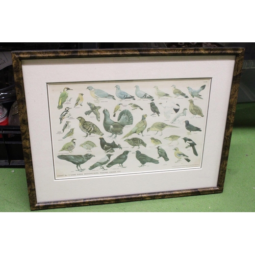 1248 - TWO FRAMED PRINTS TO INCLUDE CHART No.3 GAME BIRDS, WOODPECKERS, PIGEONS, CROWS ETC PLUS A RABBIT IN... 