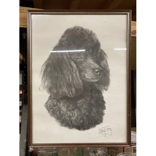 1274 - A FRAMED PRINT OF A POODLE - SIGNED MIKE SIDLEY