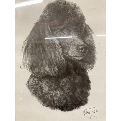 1274 - A FRAMED PRINT OF A POODLE - SIGNED MIKE SIDLEY