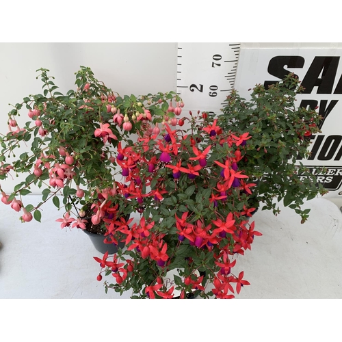 11 - THREE MIXED BELLA STANDARD FUCHSIA IN A 3 LTR POTS 70CM -80CM TALL TO BE SOLD FOR THE TWO PLUS VAT