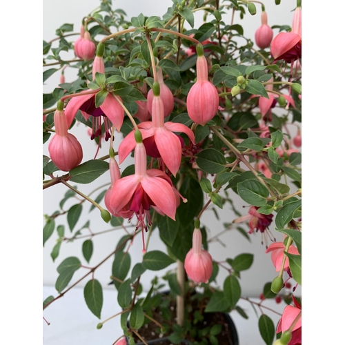 11 - THREE MIXED BELLA STANDARD FUCHSIA IN A 3 LTR POTS 70CM -80CM TALL TO BE SOLD FOR THE TWO PLUS VAT