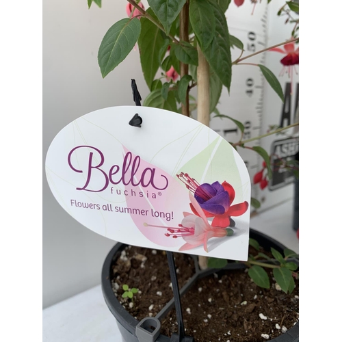 11 - THREE MIXED BELLA STANDARD FUCHSIA IN A 3 LTR POTS 70CM -80CM TALL TO BE SOLD FOR THE TWO PLUS VAT