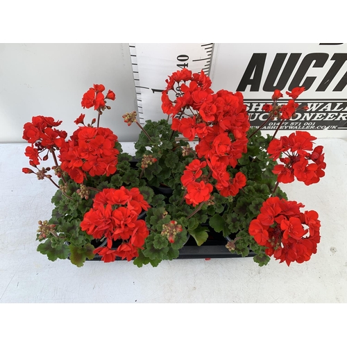 12 - EIGHT GRANDEUR DARK VELVET RED GERANIUMS IN ONE LTR POTS ON A TRAY APPROX 45CM IN FLOWER PLUS VAT TO... 