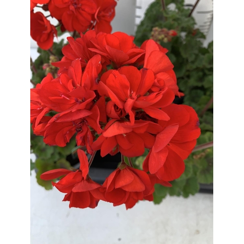 12 - EIGHT GRANDEUR DARK VELVET RED GERANIUMS IN ONE LTR POTS ON A TRAY APPROX 45CM IN FLOWER PLUS VAT TO... 