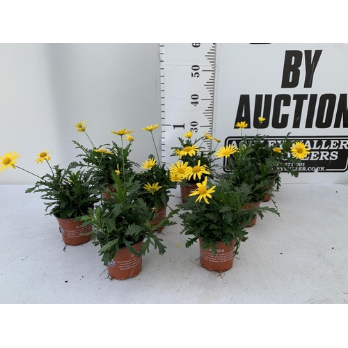 120 - EIGHT POTS OF SUNSHINE AFRICAN DAISY (EUROPS SONNESCHEIN) IN 1 LITRE POTS 25-35CM TALL TO BE SOLD FO... 