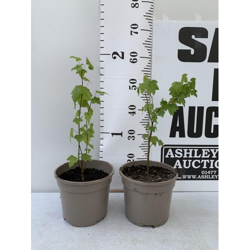 126 - TWO SWEET GUM LIQUIDAMBAR STYRACIFLUA TREES APPROX 50CM IN HEIGHT IN 3LTR POTS PLUS VAT TO BE SOLD F... 