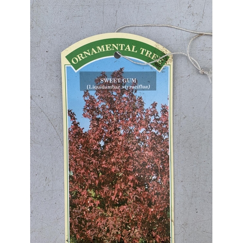 126 - TWO SWEET GUM LIQUIDAMBAR STYRACIFLUA TREES APPROX 50CM IN HEIGHT IN 3LTR POTS PLUS VAT TO BE SOLD F... 