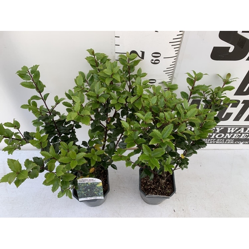 129 - TWO ILEX AQUIFOLIUM HOLLY 'BLUE PRINCE' IN 2 LTR POTS APPROX 60CM IN HEIGHT PLUS VAT TO BE SOLD FOR ... 