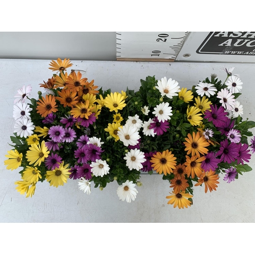 13 - TWELVE MIXED COLOUR OSTEOSPERMUM IN 1 LTR POTS 20-25CM TALL TO BE SOLD FOR THE TWELVE PLUS VAT