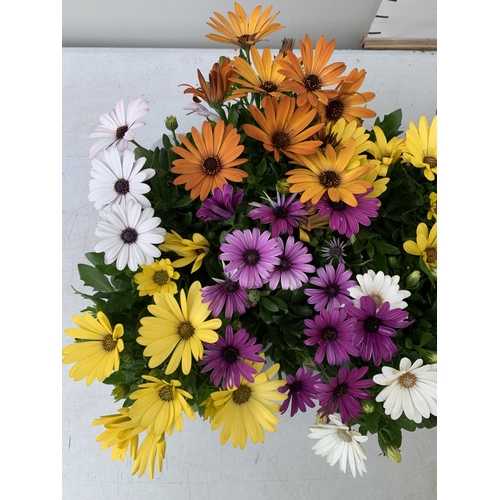 13 - TWELVE MIXED COLOUR OSTEOSPERMUM IN 1 LTR POTS 20-25CM TALL TO BE SOLD FOR THE TWELVE PLUS VAT