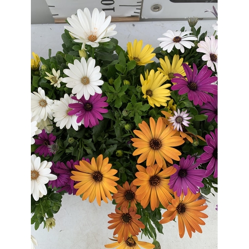 13 - TWELVE MIXED COLOUR OSTEOSPERMUM IN 1 LTR POTS 20-25CM TALL TO BE SOLD FOR THE TWELVE PLUS VAT