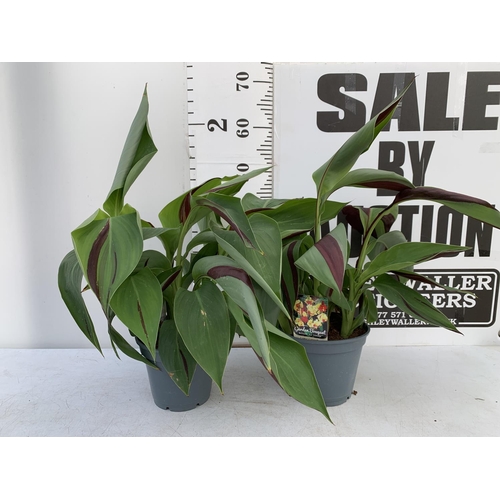 130 - TWO EXCLUSIVE VARIETY CANNA CLEOPATRA APPROX 60CM IN HEIGHT IN 2 LTR POTS PLUS VAT TO BE SOLD FOR TH... 