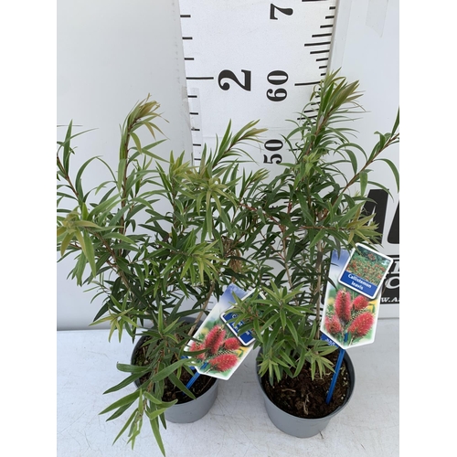 132 - TWO CALLISTEMON LAEVIS IN 2 LTR POTS 60-70CM IN HEIGHT PLUS VAT TO BE SOLD FOR THE TWO