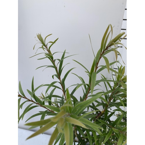 132 - TWO CALLISTEMON LAEVIS IN 2 LTR POTS 60-70CM IN HEIGHT PLUS VAT TO BE SOLD FOR THE TWO