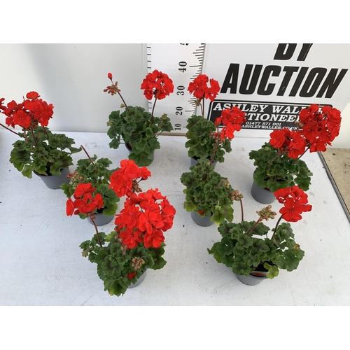 16 - EIGHT GRANDEUR DARK VELVET RED GERANIUMS IN ONE LTR POTS ON A TRAY APPROX 45CM IN FLOWER PLUS VAT TO... 