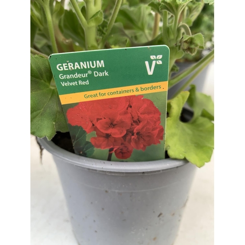 16 - EIGHT GRANDEUR DARK VELVET RED GERANIUMS IN ONE LTR POTS ON A TRAY APPROX 45CM IN FLOWER PLUS VAT TO... 