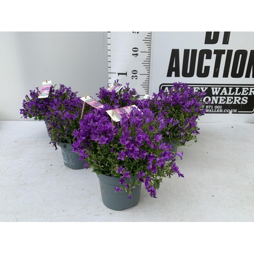 18 - SIX CAMPANULA AMBELLA WITH PURPLE FLOWERS IN A 1.2 LITRE POT HEIGHT 15-25CM TO BE SOLD FOR THE SIX P... 