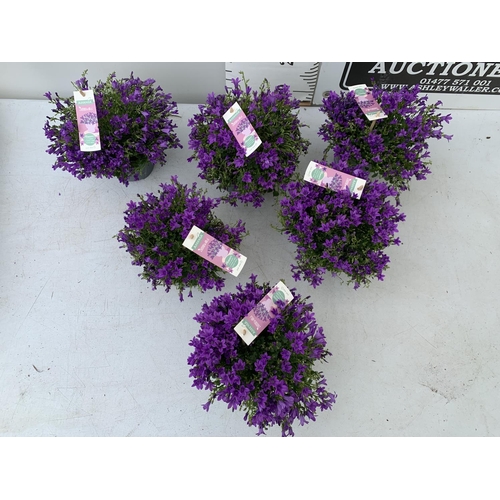 18 - SIX CAMPANULA AMBELLA WITH PURPLE FLOWERS IN A 1.2 LITRE POT HEIGHT 15-25CM TO BE SOLD FOR THE SIX P... 