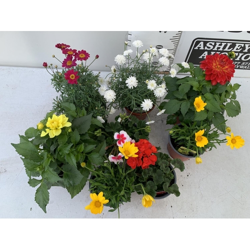 20 - SIX MIXED BASKET PLANTS TWO YELLOW OSTEOSPERMUM, ONE TANGO DARK RED PELARGONIUM,TWO GRANDALIA LARGE ... 