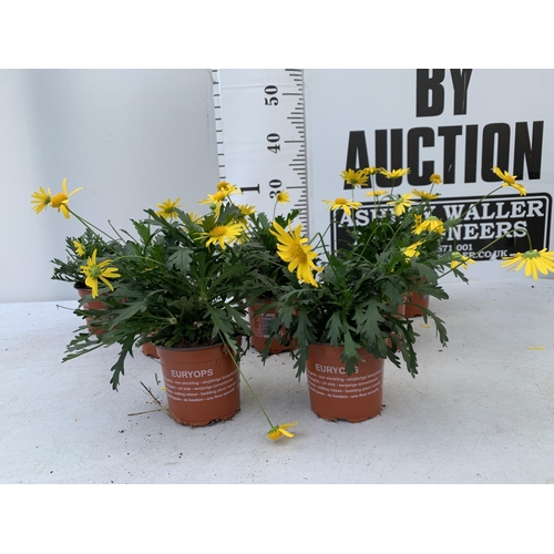 21 - EIGHT POTS OF SUNSHINE AFRICAN DAISY (EUROPS SONNESCHEIN) IN 1 LTR POTS 25-35CM TALL TO BE SOLD FOR ... 