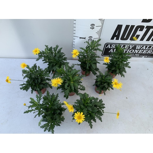 22 - EIGHT POTS OF SUNSHINE AFRICAN DAISY (EUROPS SONNESCHEIN) IN 1 LITRE POTS 25-35CM TALL TO BE SOLD FO... 