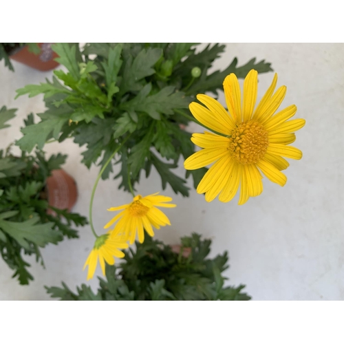 22 - EIGHT POTS OF SUNSHINE AFRICAN DAISY (EUROPS SONNESCHEIN) IN 1 LITRE POTS 25-35CM TALL TO BE SOLD FO... 