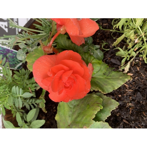 25 - ONE WOODEN TROUGH WITH METAL CARRY HANDLES FILLED WITH BASKET PLANTS IN FLOWER TO INCLUDE MARIGOLD S... 