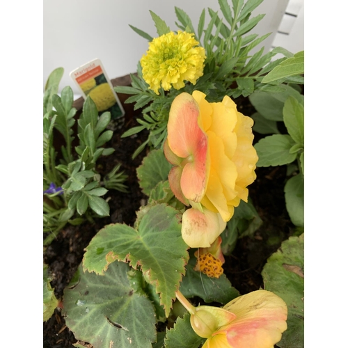 25 - ONE WOODEN TROUGH WITH METAL CARRY HANDLES FILLED WITH BASKET PLANTS IN FLOWER TO INCLUDE MARIGOLD S... 