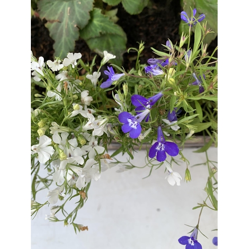 25 - ONE WOODEN TROUGH WITH METAL CARRY HANDLES FILLED WITH BASKET PLANTS IN FLOWER TO INCLUDE MARIGOLD S... 