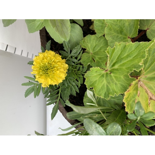 26 - ONE WOODEN TROUGH WITH METAL CARRY HANDLES FILLED WITH BASKET PLANTS IN FLOWER TO INCLUDE GAZANIA, M... 