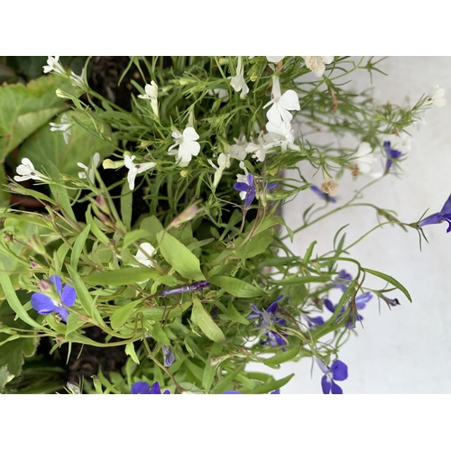 26 - ONE WOODEN TROUGH WITH METAL CARRY HANDLES FILLED WITH BASKET PLANTS IN FLOWER TO INCLUDE GAZANIA, M... 