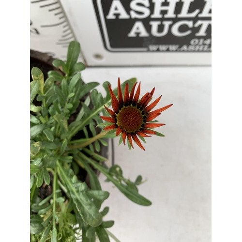 26 - ONE WOODEN TROUGH WITH METAL CARRY HANDLES FILLED WITH BASKET PLANTS IN FLOWER TO INCLUDE GAZANIA, M... 