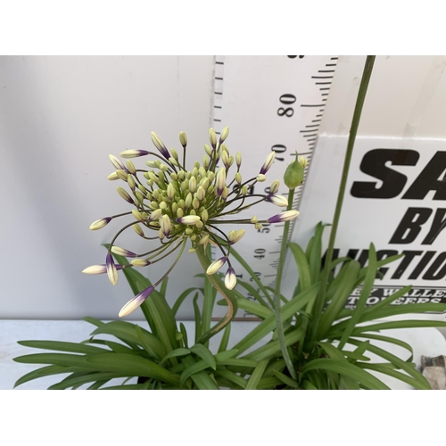 31 - TWO AGAPANTHUS FIREWORKS IN FLOWER APPROX 100-110CM IN HEIGHT IN 3 LTR POTS PLUS VAT TO BE SOLD FOR ... 