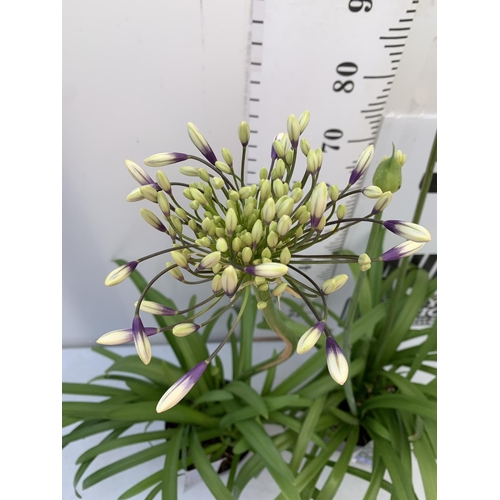 31 - TWO AGAPANTHUS FIREWORKS IN FLOWER APPROX 100-110CM IN HEIGHT IN 3 LTR POTS PLUS VAT TO BE SOLD FOR ... 