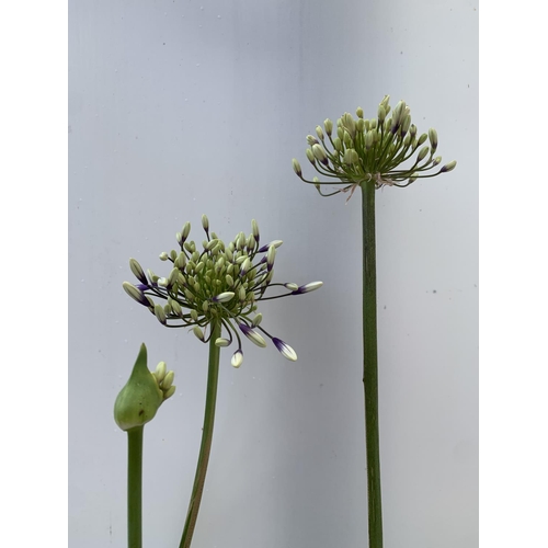 31 - TWO AGAPANTHUS FIREWORKS IN FLOWER APPROX 100-110CM IN HEIGHT IN 3 LTR POTS PLUS VAT TO BE SOLD FOR ... 