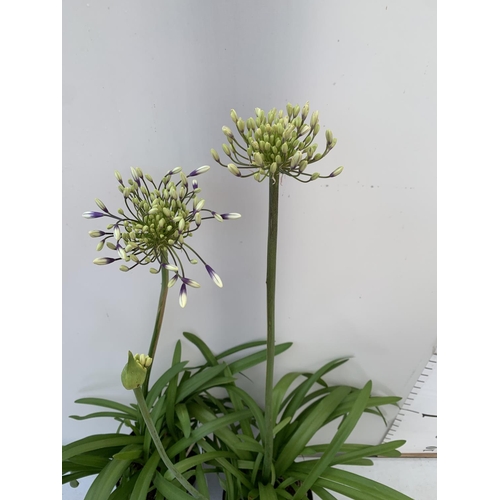 31 - TWO AGAPANTHUS FIREWORKS IN FLOWER APPROX 100-110CM IN HEIGHT IN 3 LTR POTS PLUS VAT TO BE SOLD FOR ... 