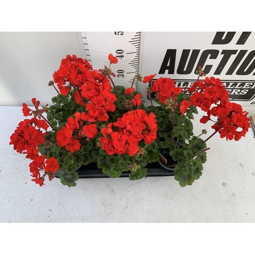 55 - EIGHT GRANDEUR DARK VELVET RED GERANIUMS IN ONE LTR POTS ON A TRAY APPROX 45CM IN FLOWER PLUS VAT TO... 