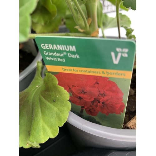 55 - EIGHT GRANDEUR DARK VELVET RED GERANIUMS IN ONE LTR POTS ON A TRAY APPROX 45CM IN FLOWER PLUS VAT TO... 