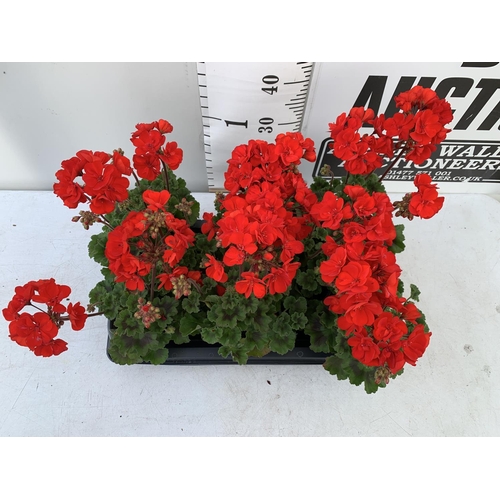 56 - EIGHT GRANDEUR DARK VELVET RED GERANIUMS IN ONE LTR POTS ON A TRAY APPROX 45CM IN FLOWER PLUS VAT TO... 