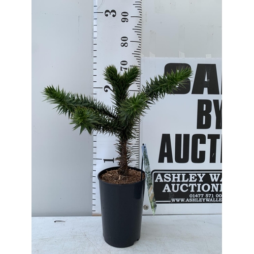 65 - ONE MONKEY PUZZLE TREE ARAUCARIA ARAUCANA APPROX 70CM IN HEIGHT IN A 4 LTR POT PLUS VAT