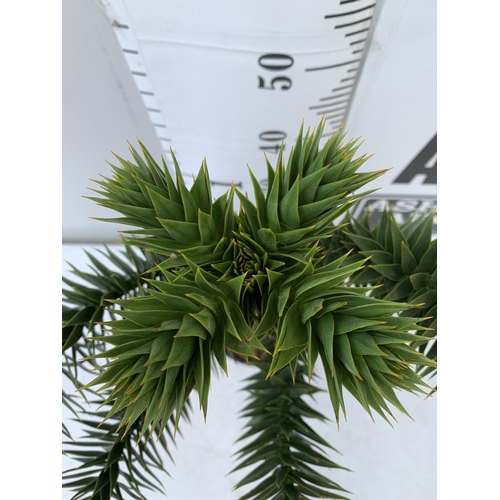 65 - ONE MONKEY PUZZLE TREE ARAUCARIA ARAUCANA APPROX 70CM IN HEIGHT IN A 4 LTR POT PLUS VAT