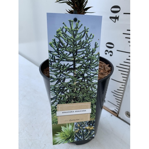 65 - ONE MONKEY PUZZLE TREE ARAUCARIA ARAUCANA APPROX 70CM IN HEIGHT IN A 4 LTR POT PLUS VAT